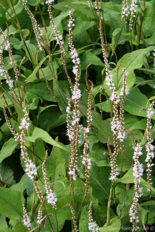 Persicaria amplexicaule (bistorta) 'Alba'