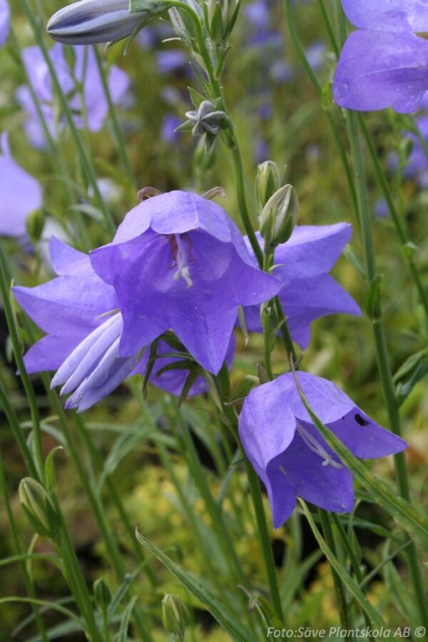 Campanula persicifolia