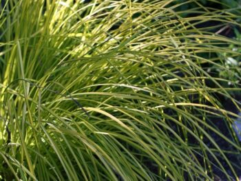 Carex elata 'Aurea'