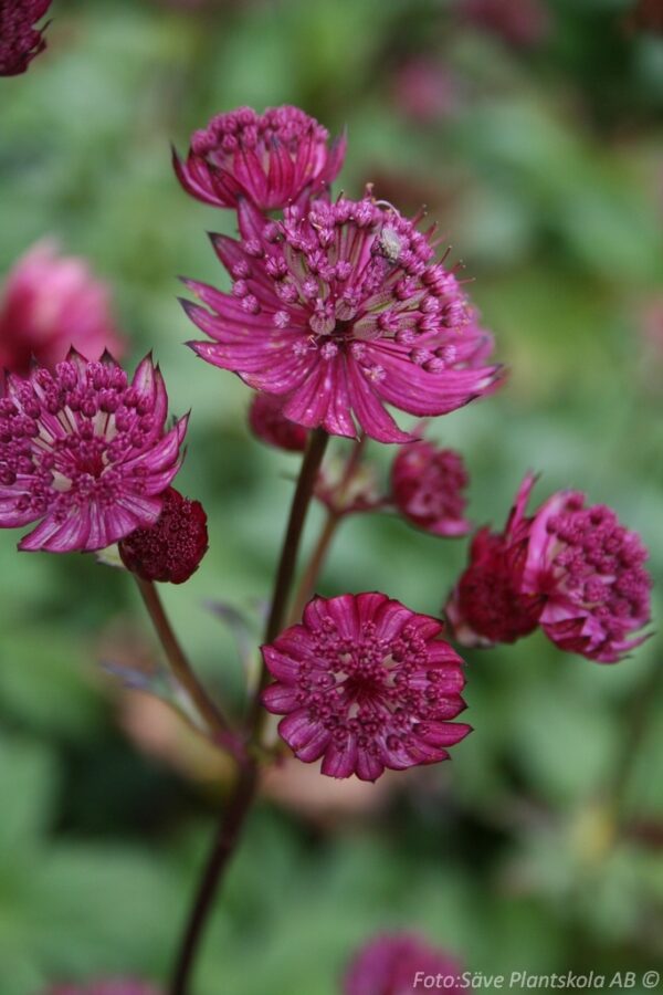 Astrantia major 'Star of Fire'