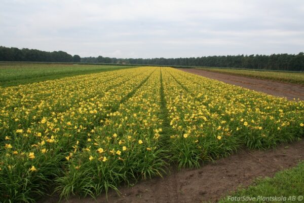 Hemerocallis 'Stella d'Oro' - Bild 2