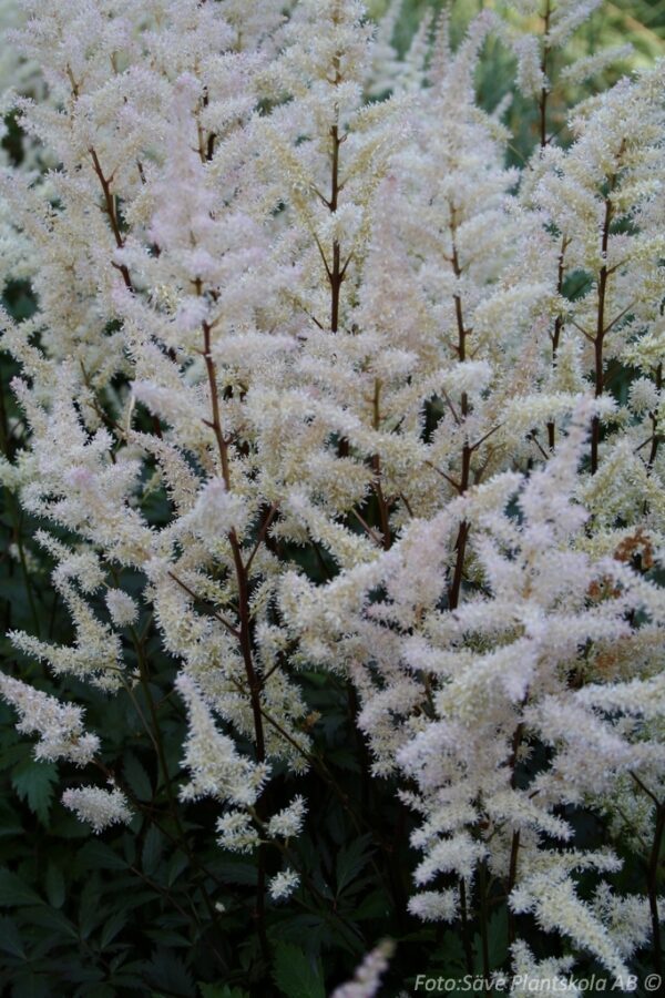 Astilbe arendsii 'Bumalda'