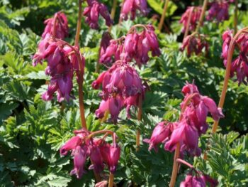 Dicentra formosa 'Luxuriant'