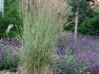 Calamagrostis acutiflora 'Overdam'