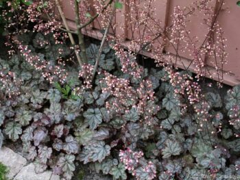 Heuchera 'Jade Gloss'