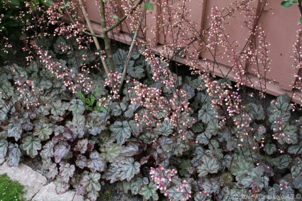 Heuchera 'Jade Gloss'