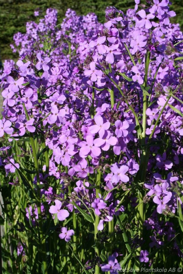Hesperis matronalis