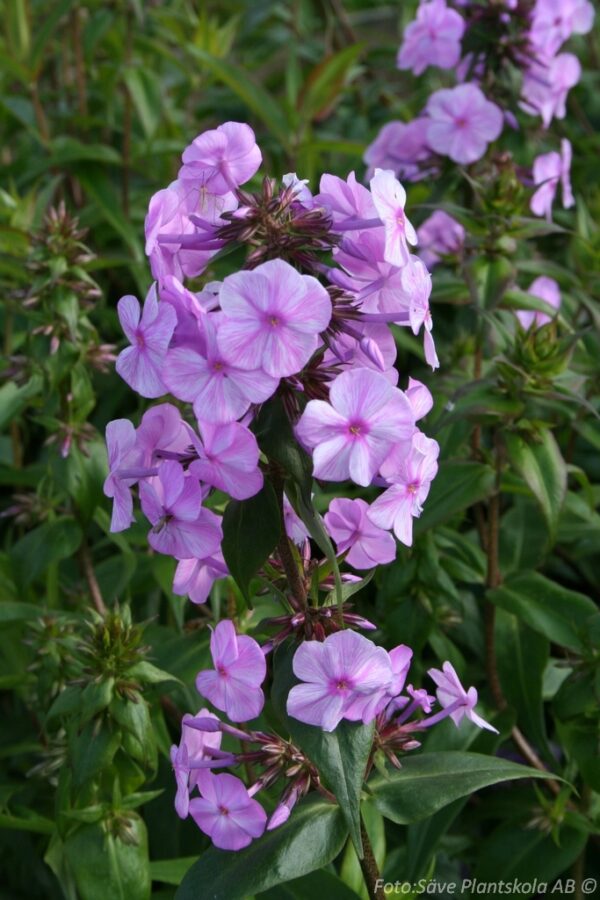 Phlox carolina 'Rosalinde'