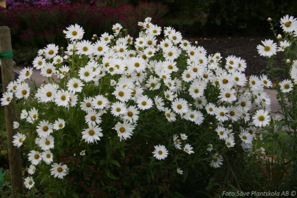 Leucanthemella serotinum 'Herbstern'