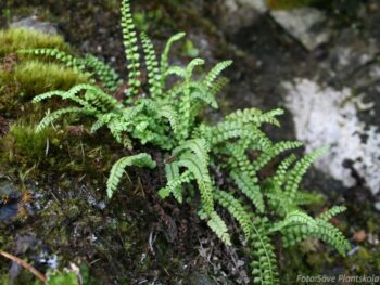 Asplenium trichomanes
