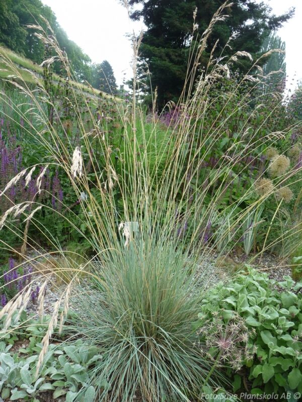 Helictotrichon sempervirens 'Pendulum'