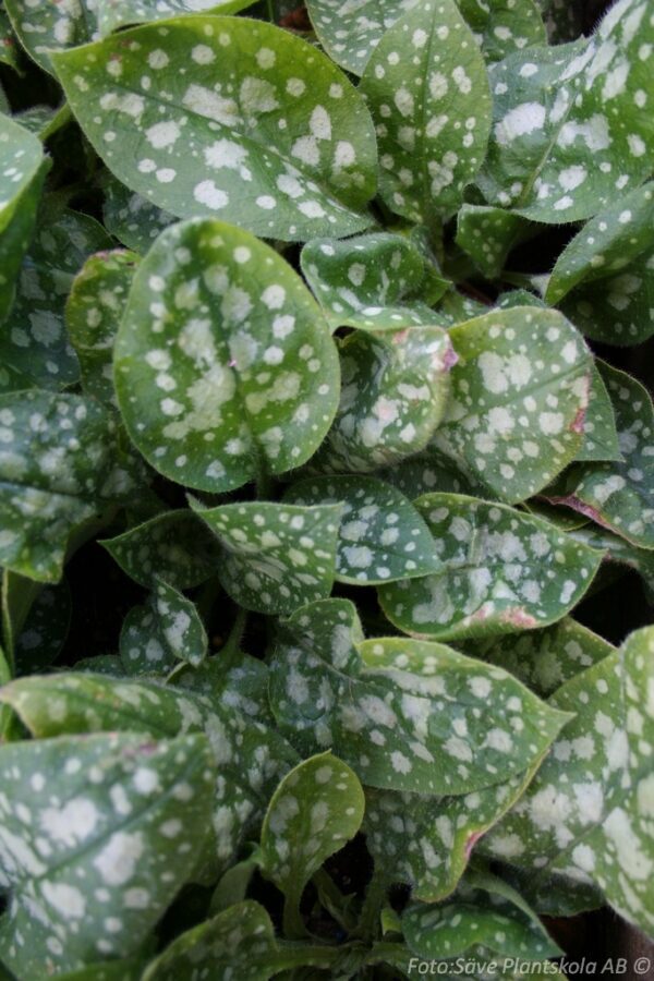 Pulmonaria saccharata 'Mrs Moon' - Bild 2