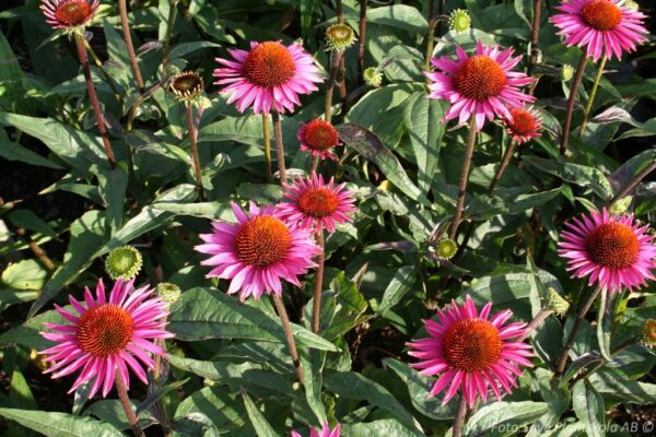 Echinacea purpurea 'Pica Bella'
