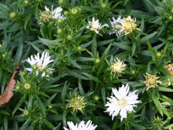 Aster dumosus 'Kristina'