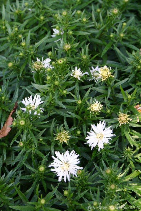 Aster dumosus 'Kristina'