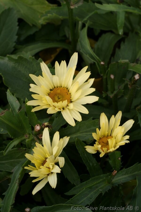 Leucanthemum superbum 'Banana Cream'