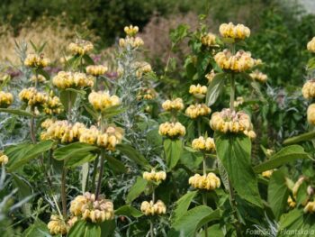 Phlomis russeliana