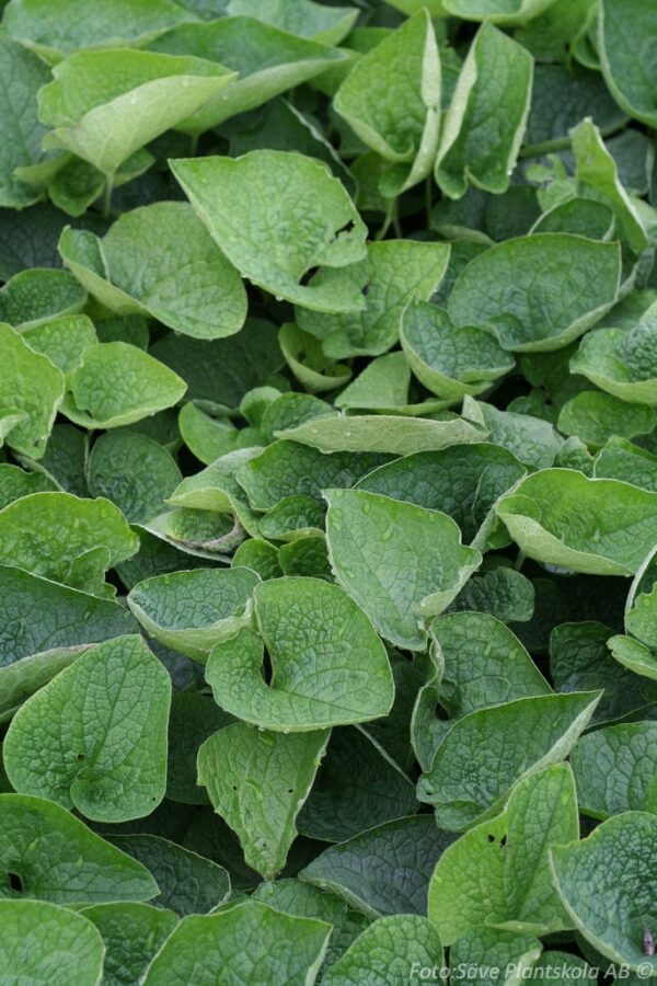 Brunnera macrophylla