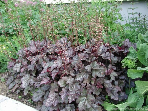 Heuchera 'Plum Pudding'