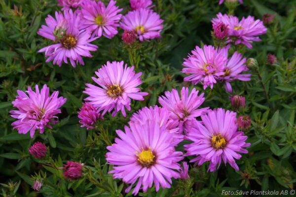 Aster dumosus 'Herbstgruss von Bresserhof'