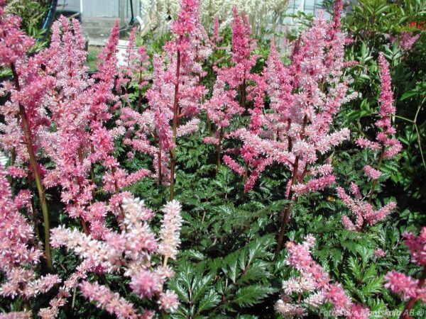 Astilbe crispa 'Perkeo'