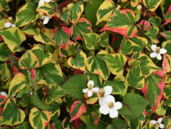 Houttuynia cordata 'Chameleon'