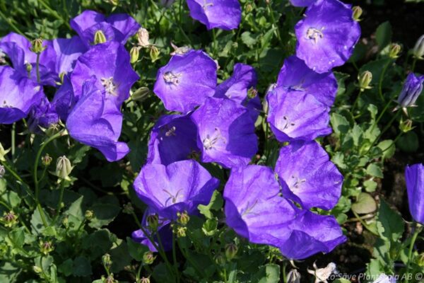 Campanula carpatica 'Blaue Clips'