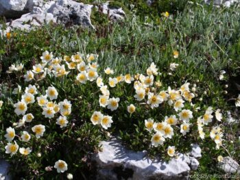Dryas suendermannii