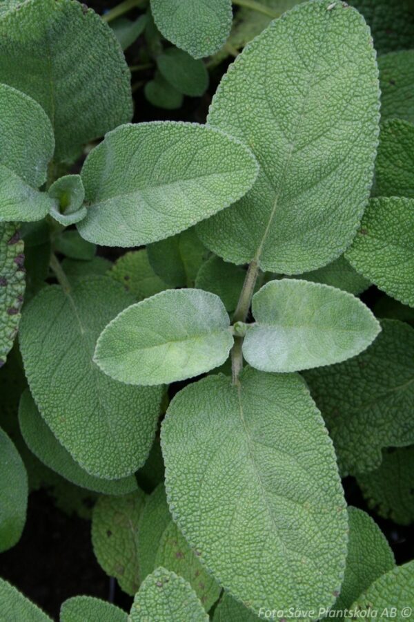 Salvia officinalis