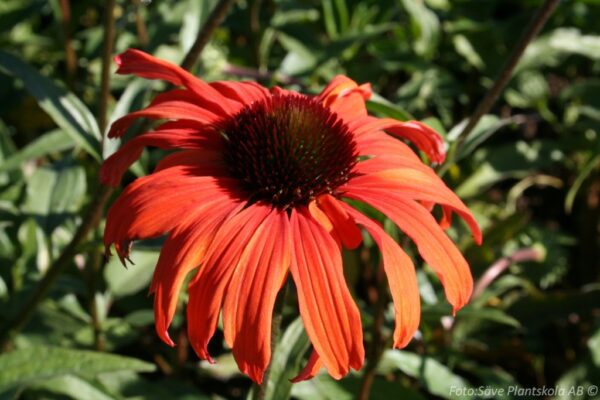 Echinacea purpurea 'Tangerine Dream'