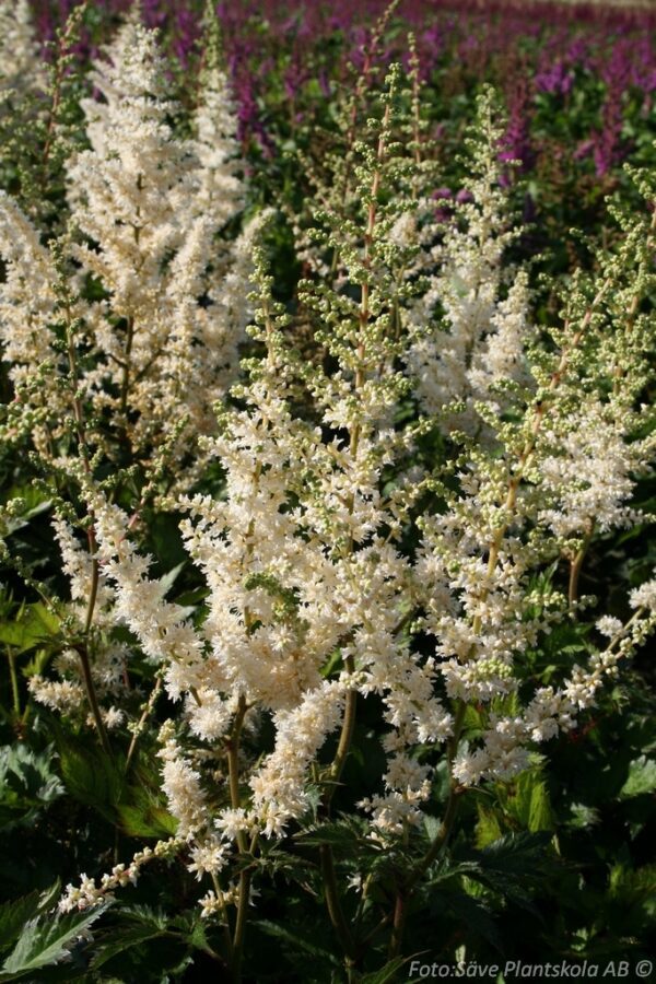 Astilbe chinensis 'Vision in White'