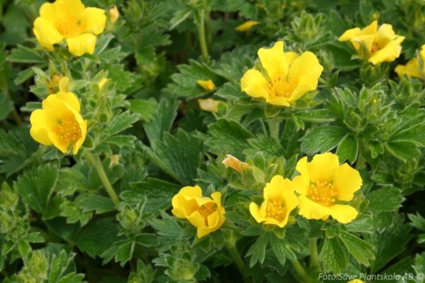 Potentilla megalantha