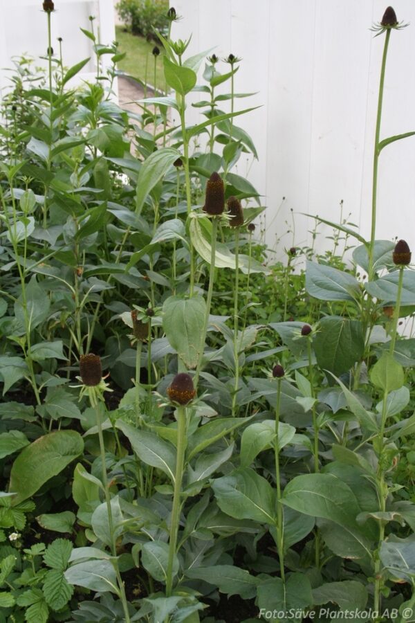Rudbeckia occidentalis 'Green Wizard'