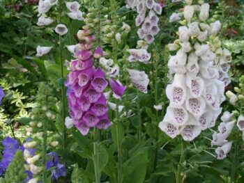 Digitalis purpurea 'Foxy'