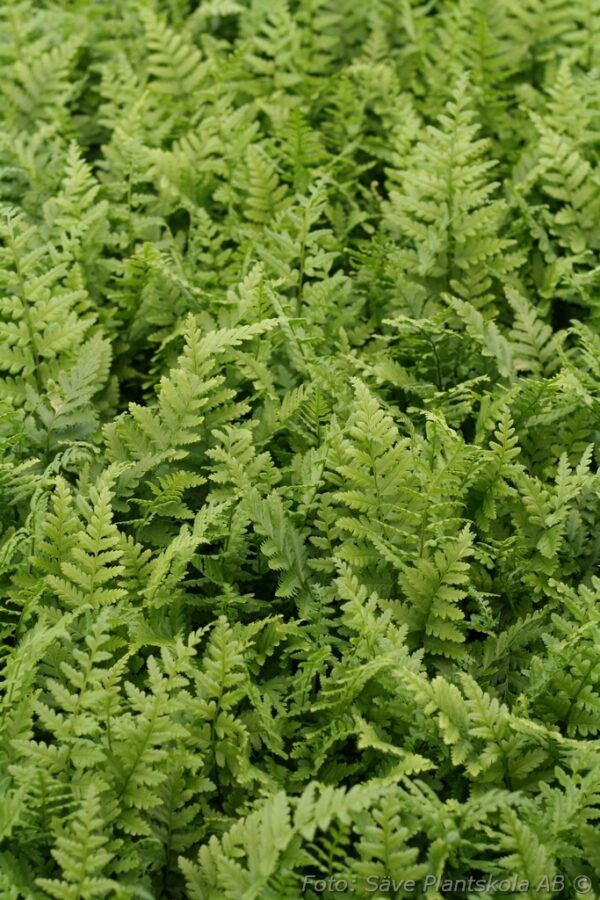 Dryopteris filix-mas