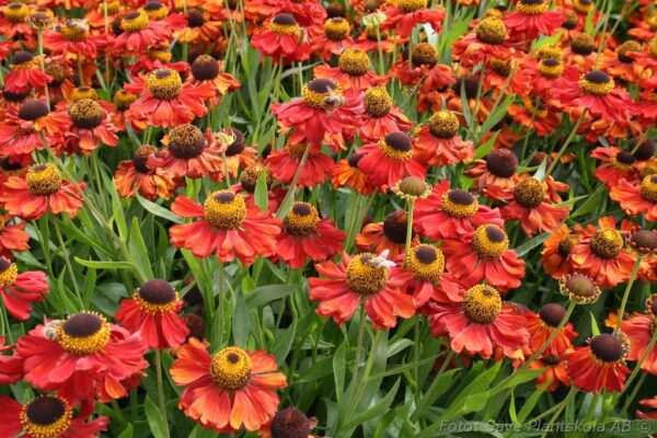 Helenium autumnale 'Helena Red Shades'