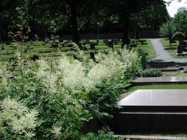 Aruncus dioicus