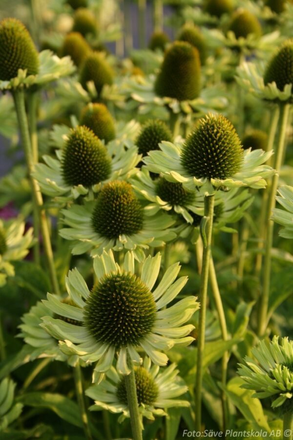 Echinacea purpurea 'Green Jewel'