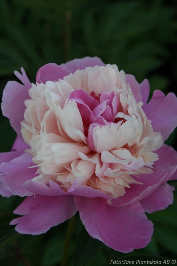 Paeonia lactiflora 'Sorbet'