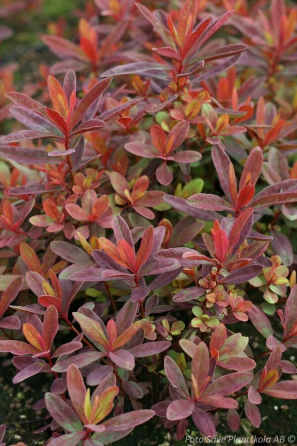 Euphorbia polychroma 'Bonfire'