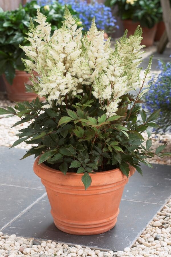 Astilbe 'Younique White'
