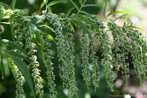Datisca cannabina