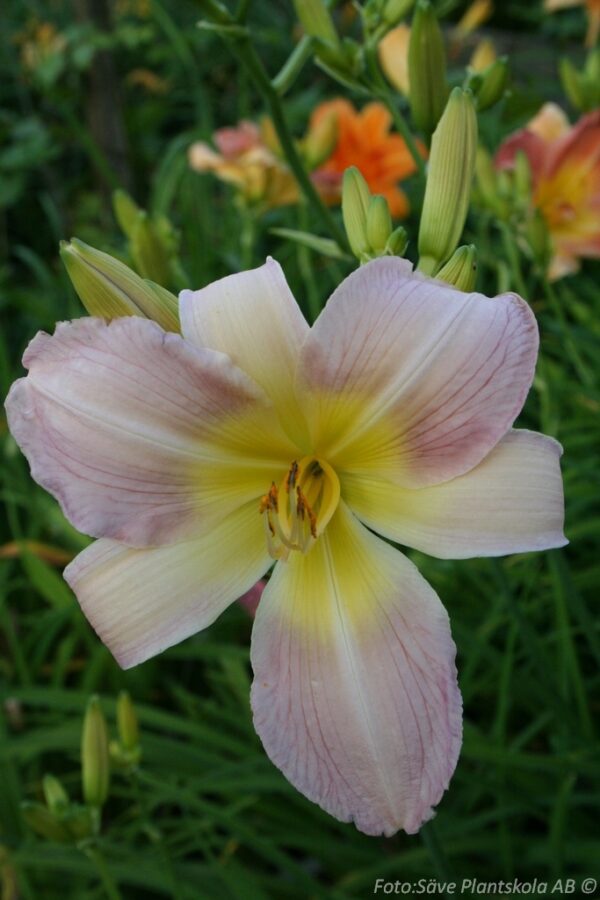 Hemerocallis 'Catherine Woodbury'