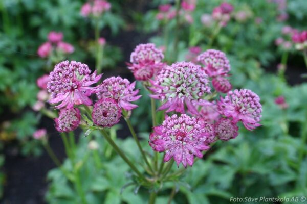 Astrantia major 'Star of Beauty'