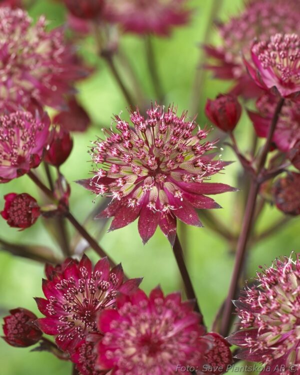 Astrantia major 'Star of Love'