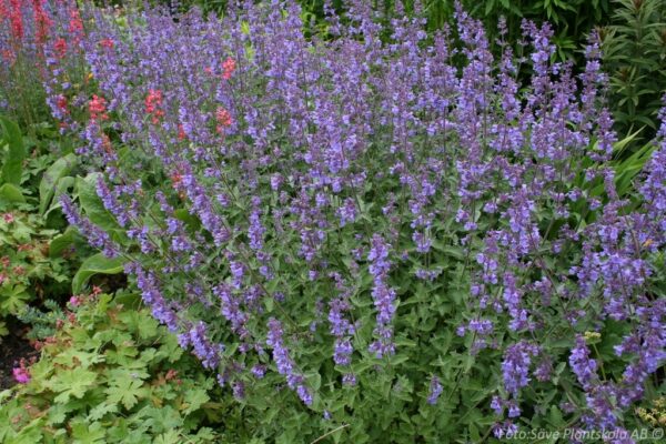 Nepeta x faassenii 'Walker's Low'