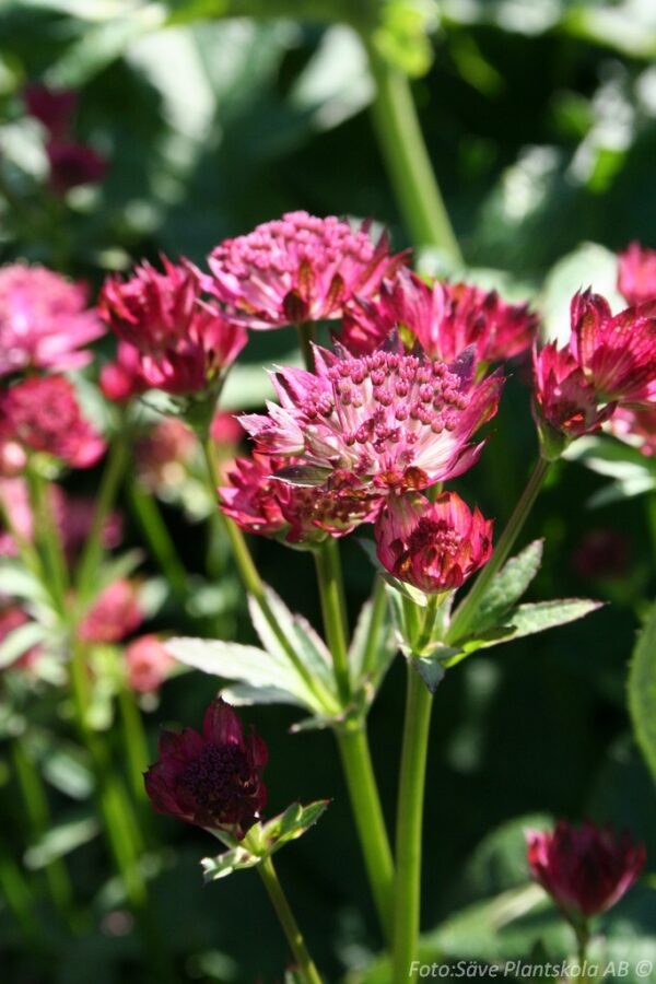 Astrantia major 'Venice'