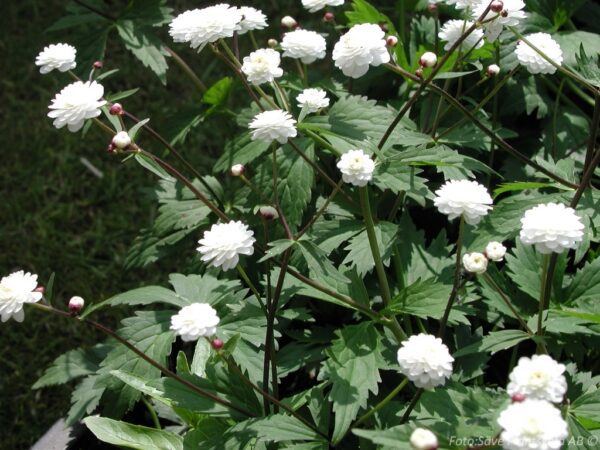 Ranunculus aconitifolius 'Plenifolus'