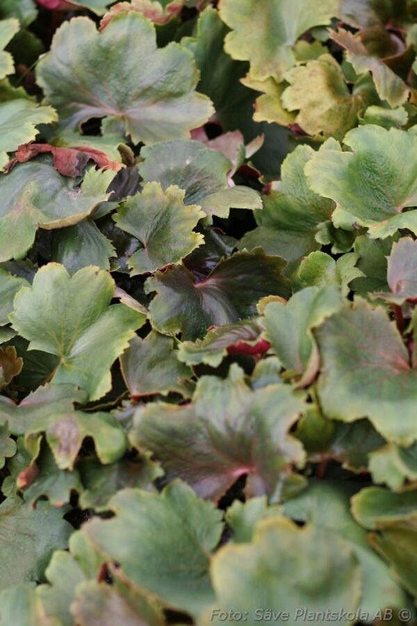 Saxifraga fortunei