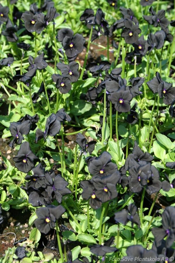Viola x williamsii 'Molly Sanderson'